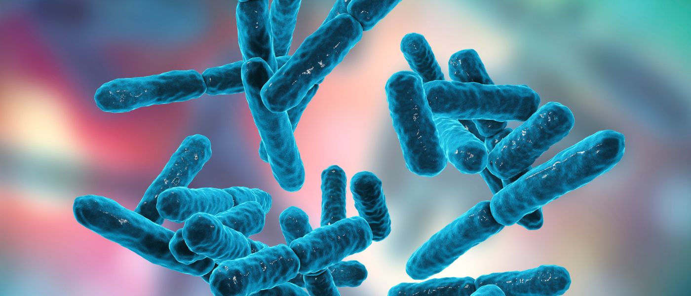 Bifidobakterien » Wie können sie die Darmflora stärken?